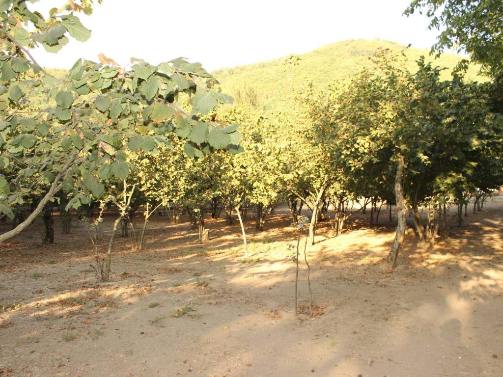 Terreno a Forino in Via Don Giovanni Minzoni - Foto 2