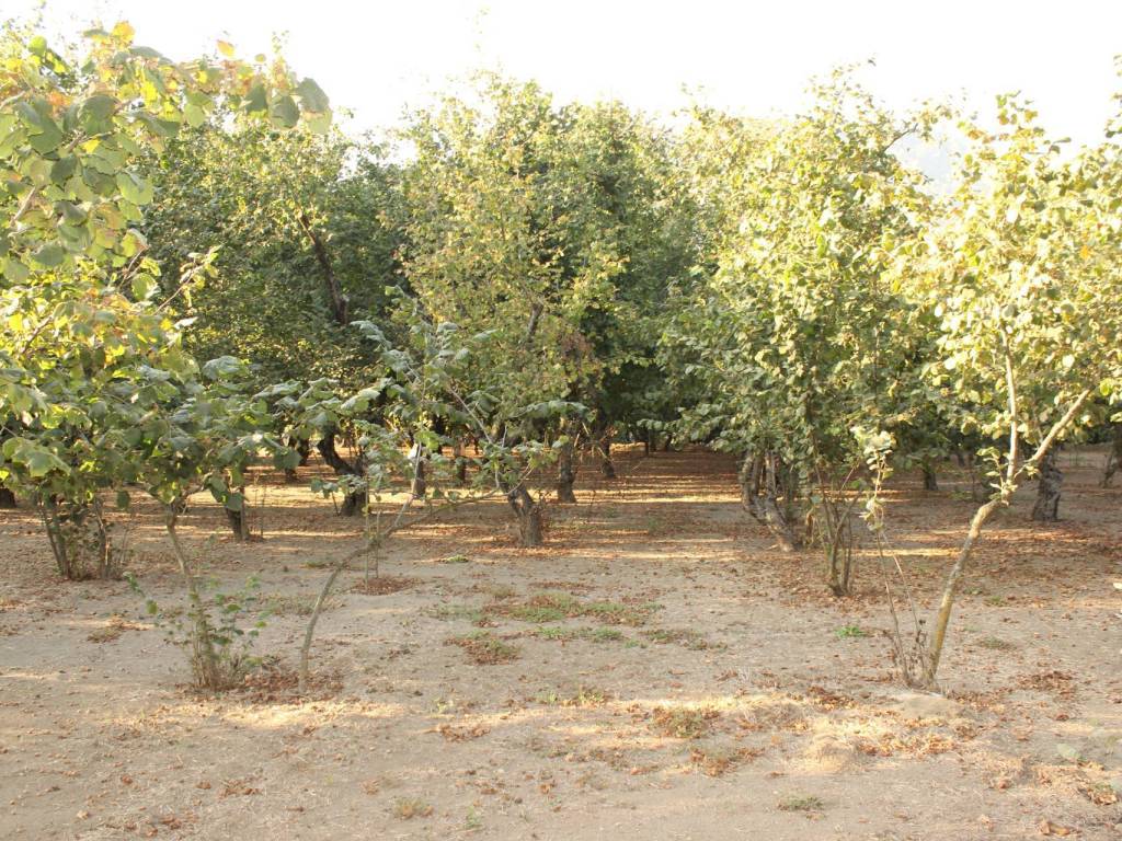 Terreno a Forino in Via Don Giovanni Minzoni - Foto 3