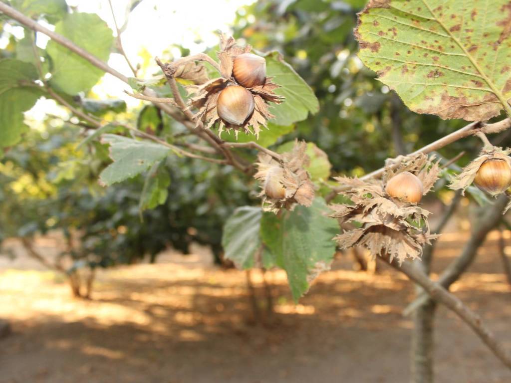 Terreno a Forino in Via Don Giovanni Minzoni - Foto 4