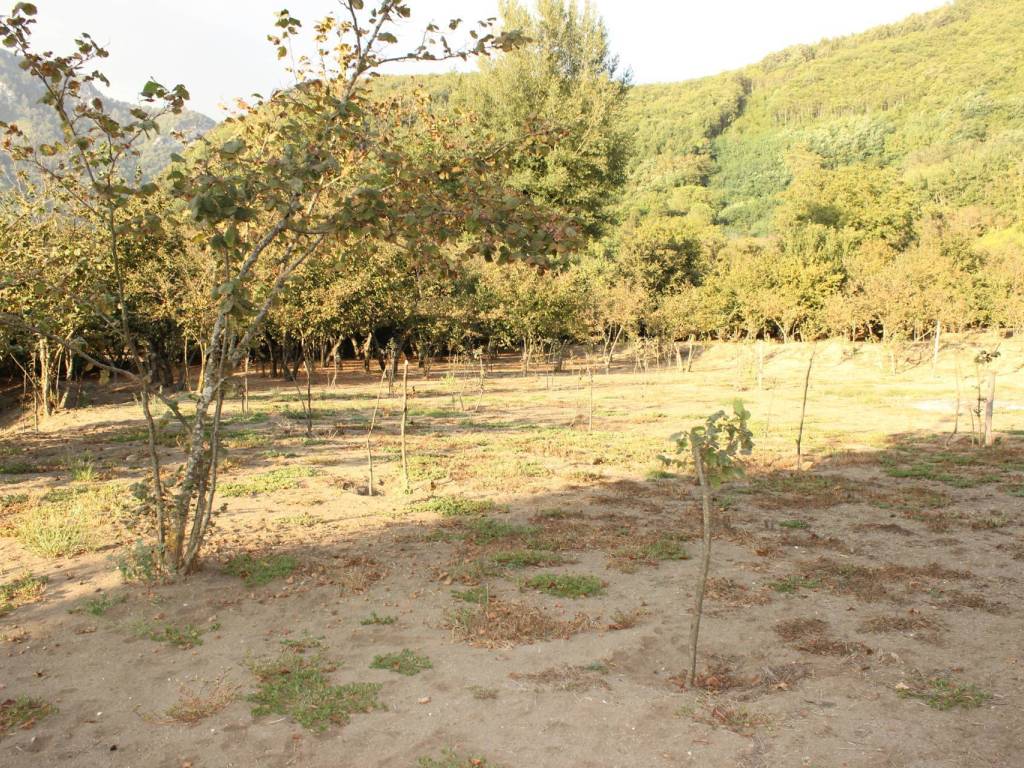 Terreno a Forino in Via Don Giovanni Minzoni - Foto 5