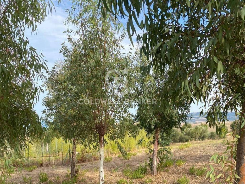 Terreno a Montenero di bisaccia in Contrada Montebello - Foto 2