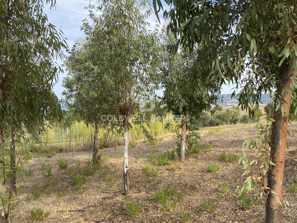 Terreno a Montenero di bisaccia in Contrada Montebello - Foto 4