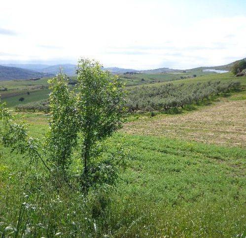 Terreno a Cupello in Via Montalfano - Foto 5