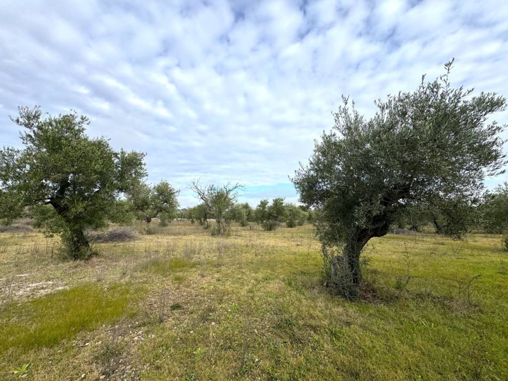 Villa a Ruvo di puglia in Regio Tratturello Canosa Ruvo - Foto 5