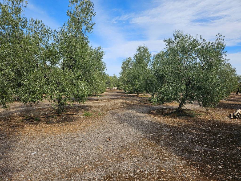 Terreno a Trani in Strada Vicinale Farucci - Foto 2