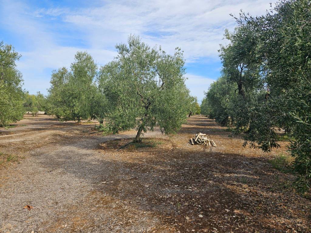 Terreno a Trani in Strada Vicinale Farucci - Foto 3