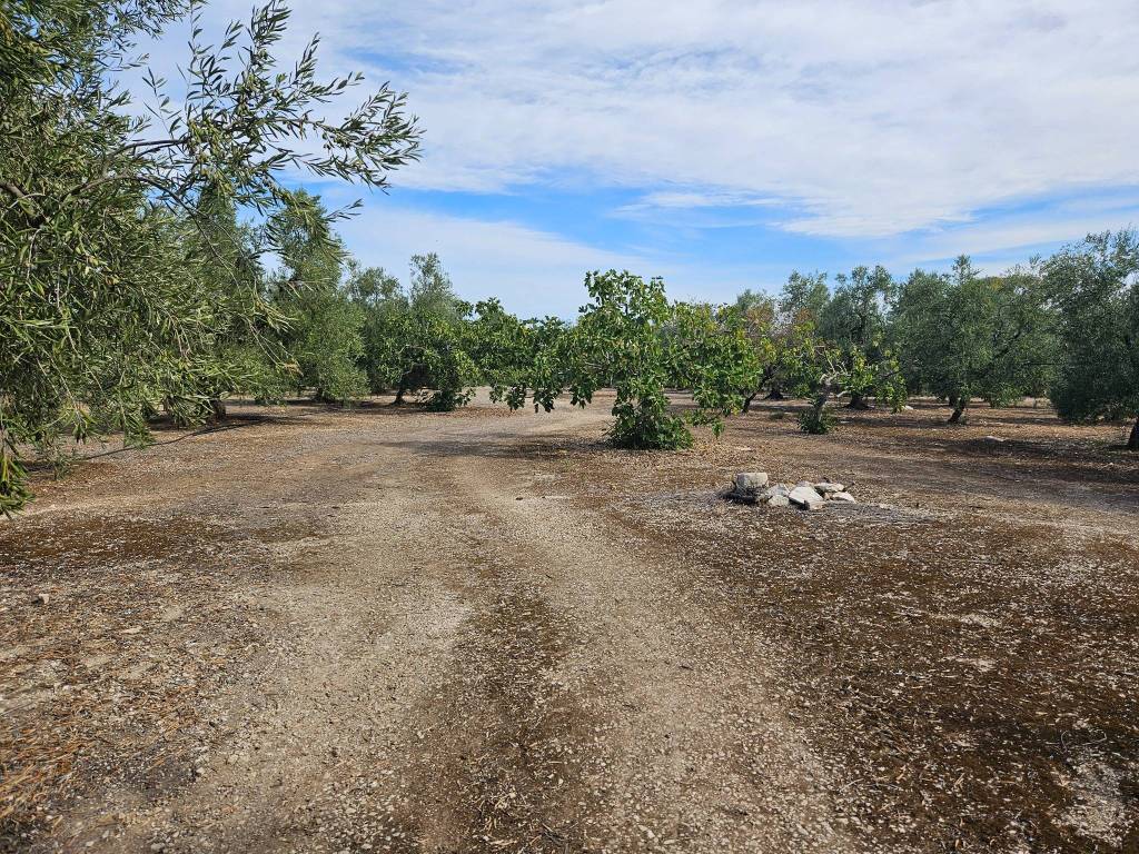 Terreno a Trani in Strada Vicinale Farucci - Foto 4