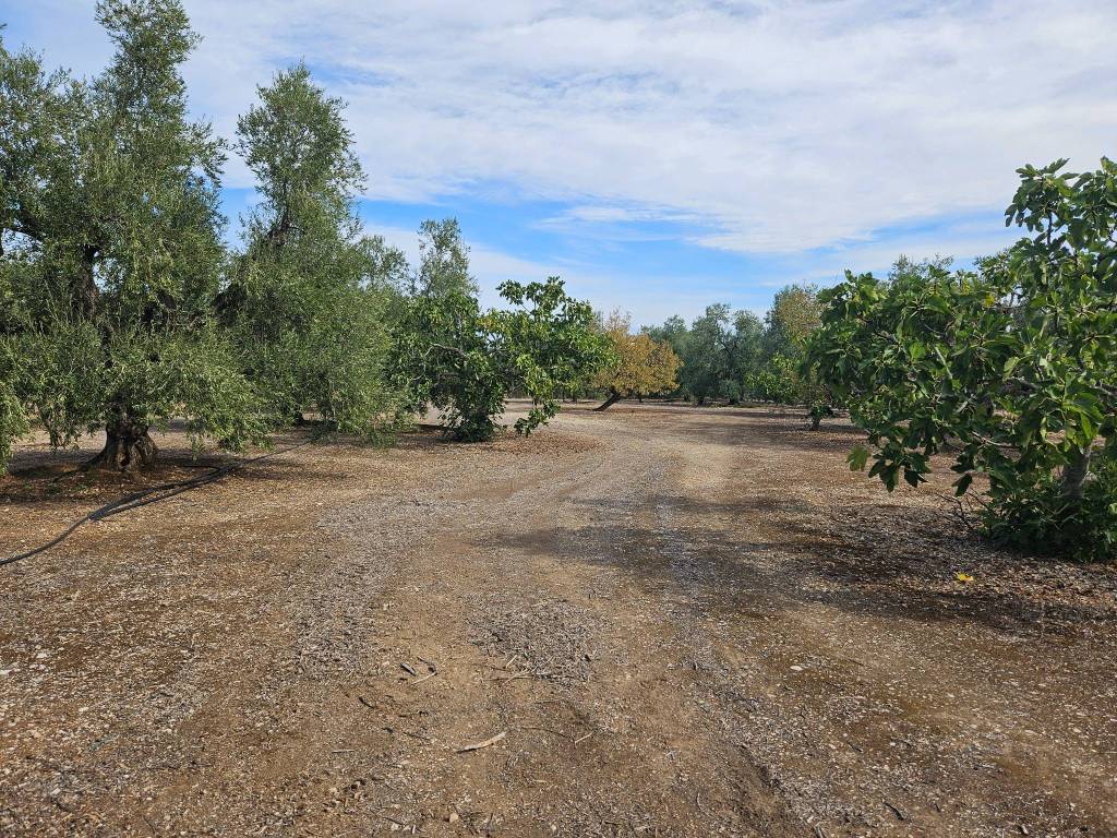 Terreno a Trani in Strada Vicinale Farucci - Foto 5