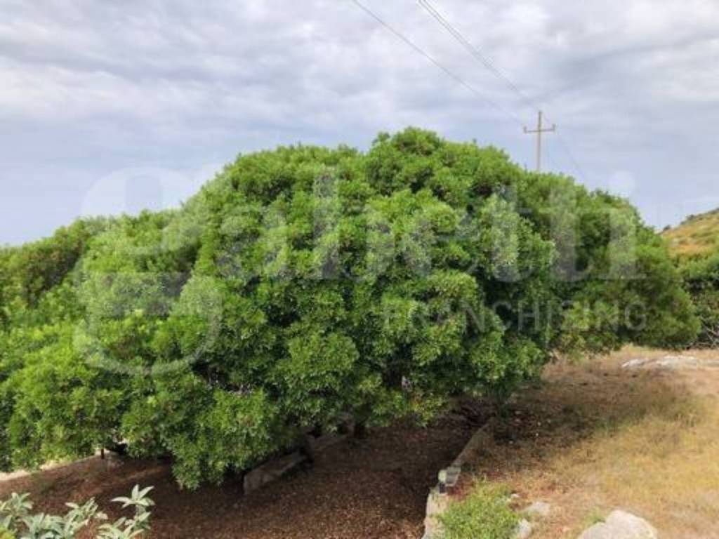 Villa a Gaeta in VIA FLACCA , KM 25.200 - Foto 5