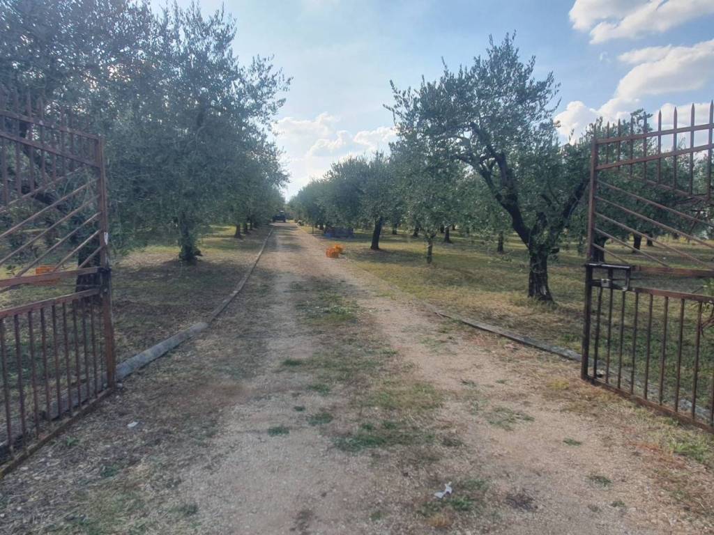 Terreno a San cesareo in Via dei Quarticcioli - Foto 1