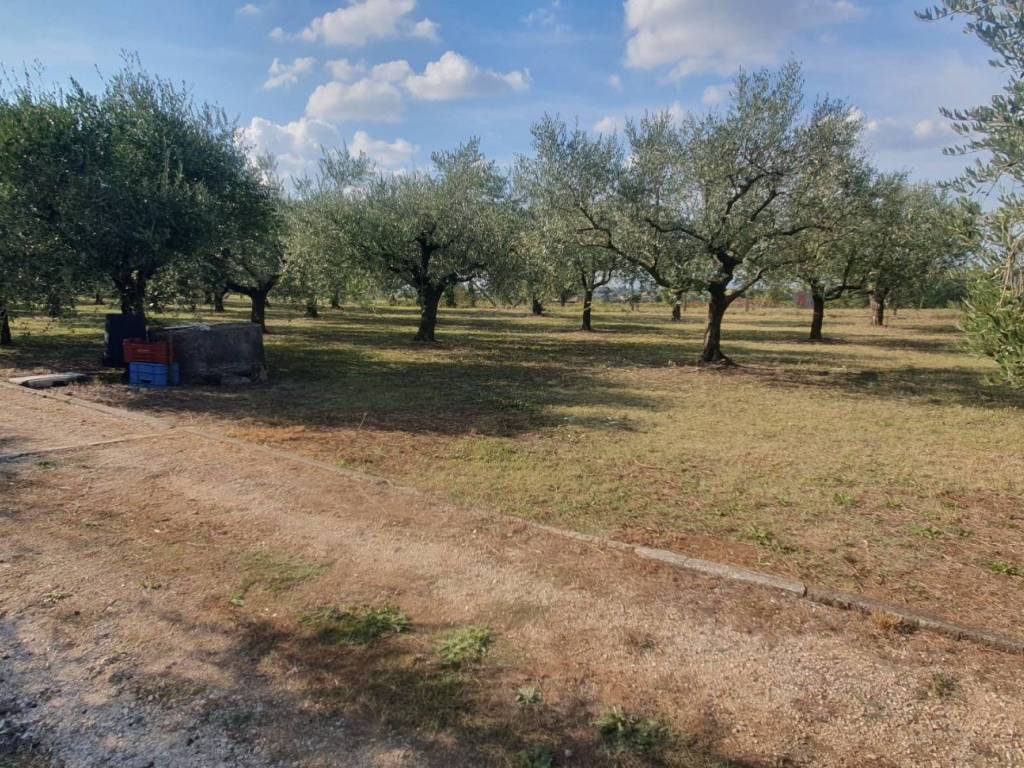 Terreno a San cesareo in Via dei Quarticcioli - Foto 2