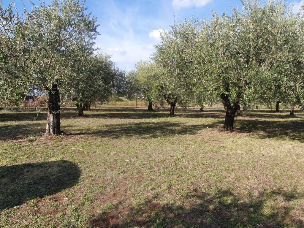 Terreno a San cesareo in Via dei Quarticcioli - Foto 4