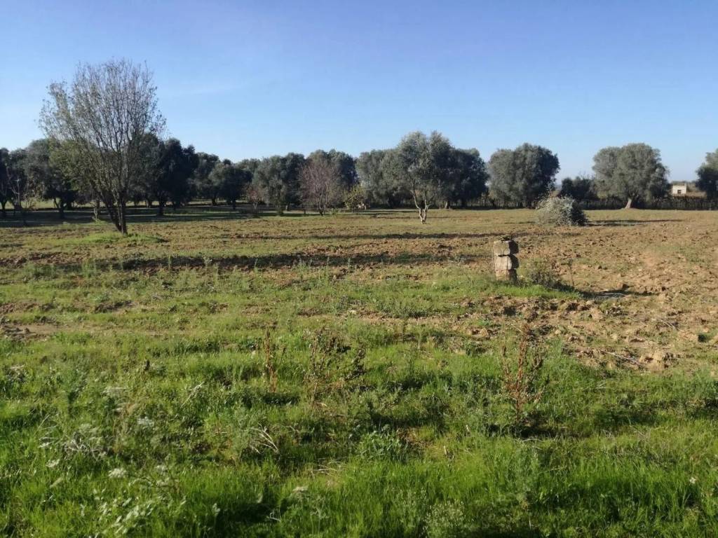 Rustico / casale a Francavilla fontana - Foto 2