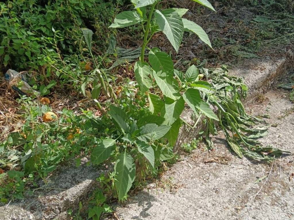 Terreno a Nocera inferiore in Via dei Pozzi - Foto 3