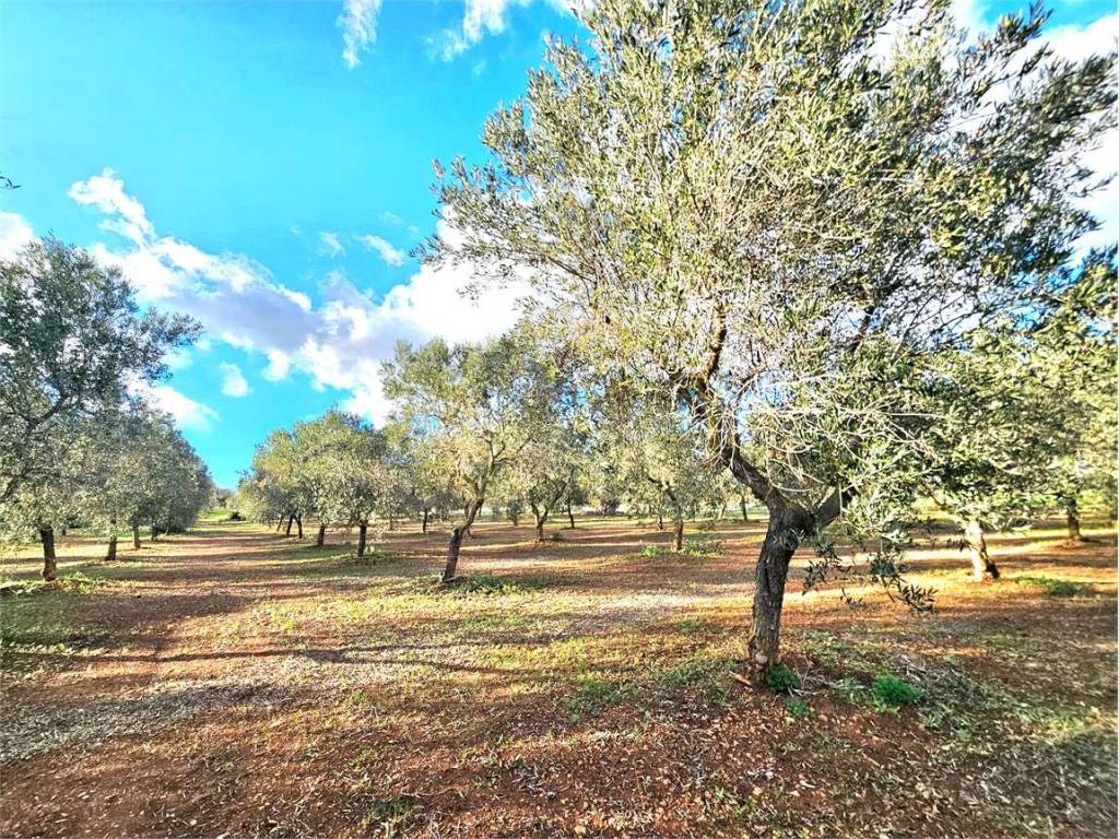 Terreno a Carovigno - Foto 2