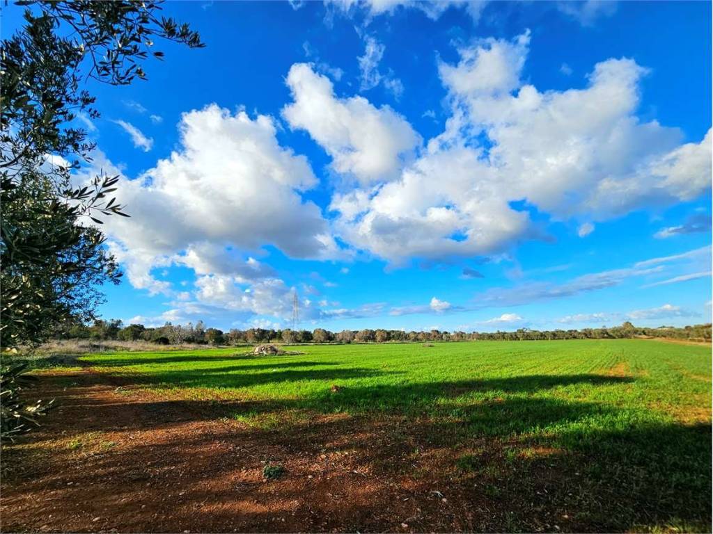 Terreno a Carovigno - Foto 3