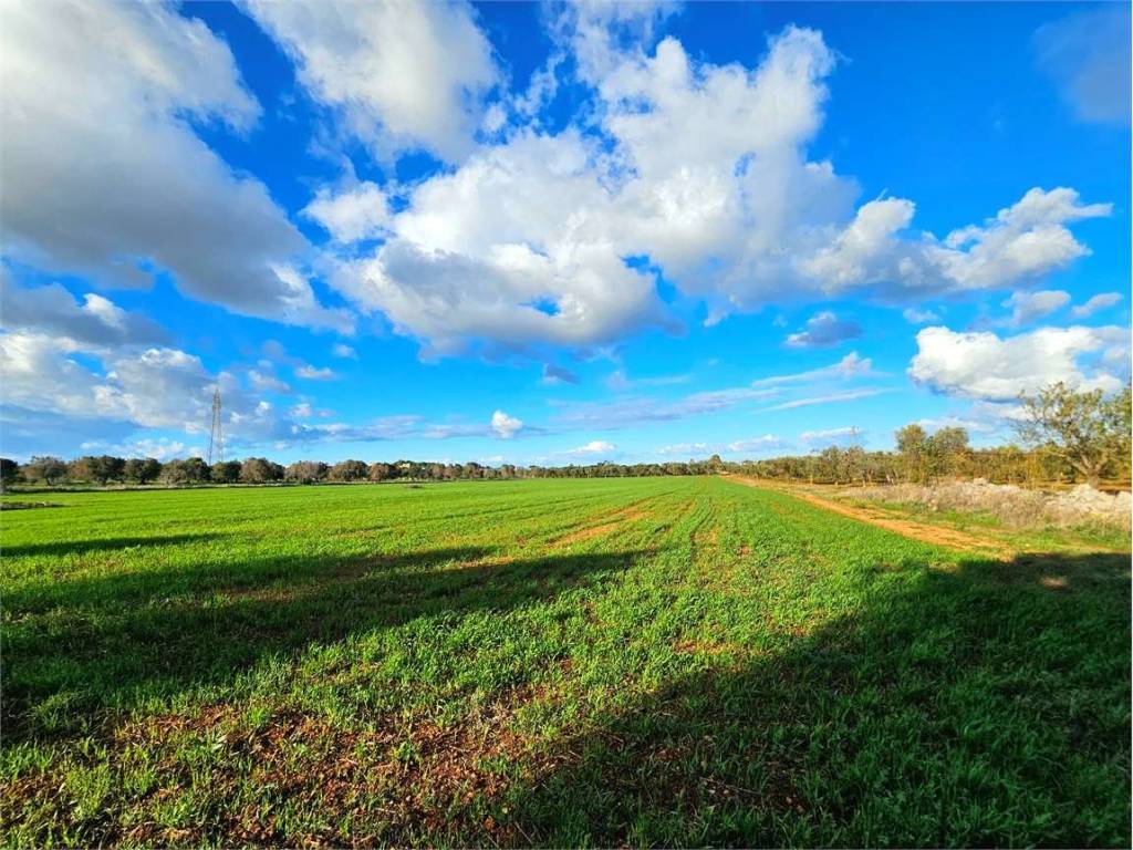 Terreno a Carovigno - Foto 4