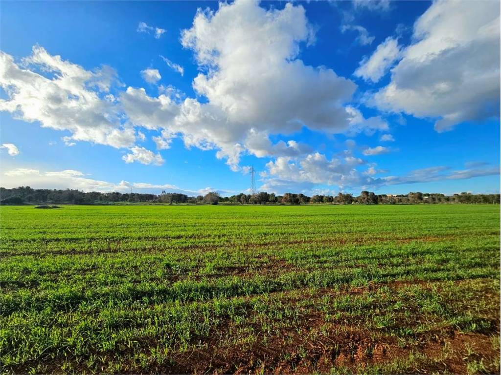 Terreno a Carovigno - Foto 5