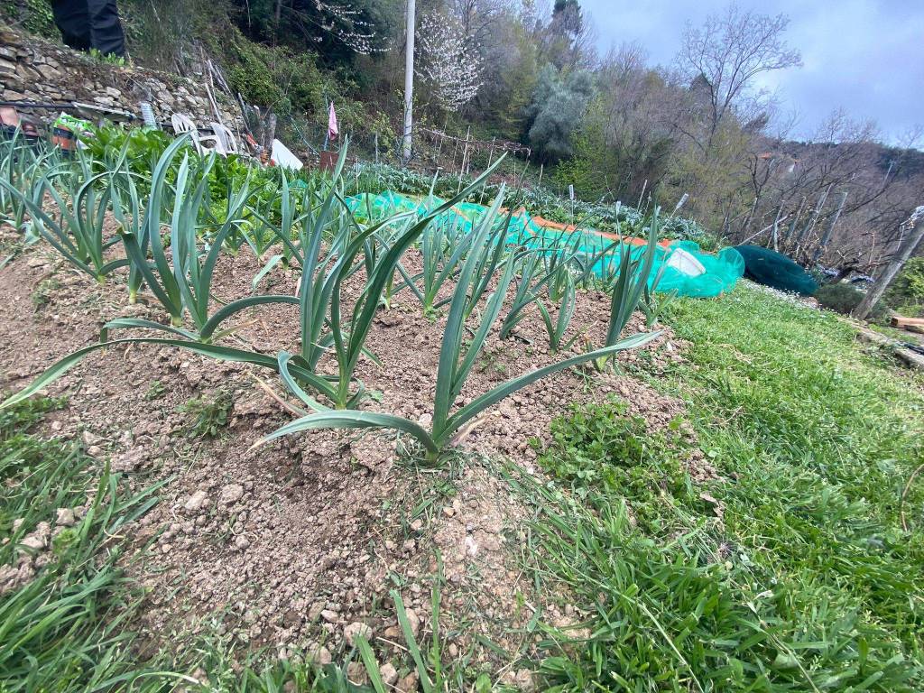 Rustico / casale a Alassio in Strada Provinciale Crocetta-Caso - Foto 5
