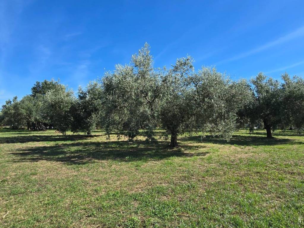 Terreno a Genzano di roma in Viale del Lavoro - Foto 2