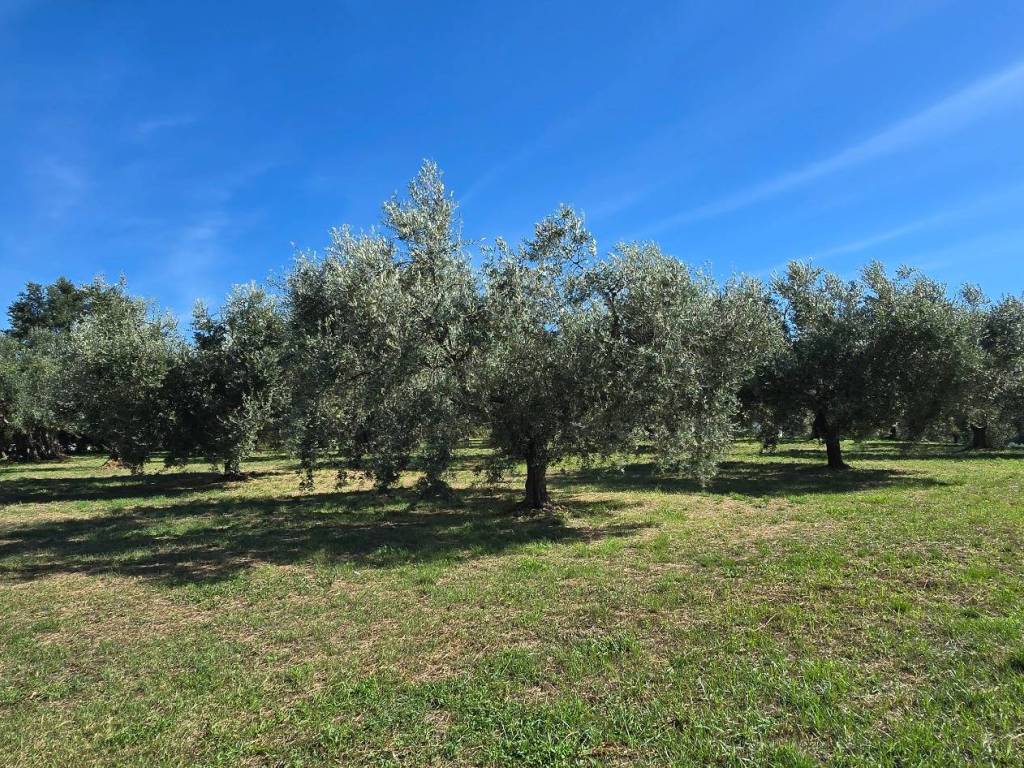 Terreno a Genzano di roma in Viale del Lavoro - Foto 3