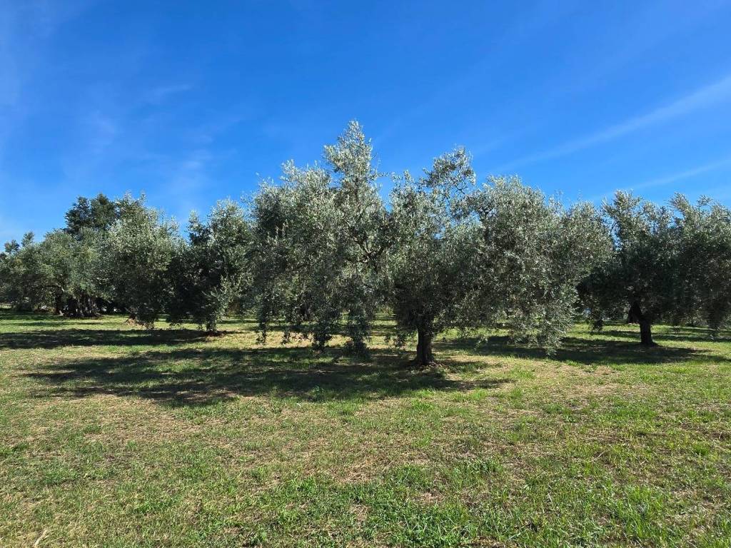 Terreno a Genzano di roma in Viale del Lavoro - Foto 4