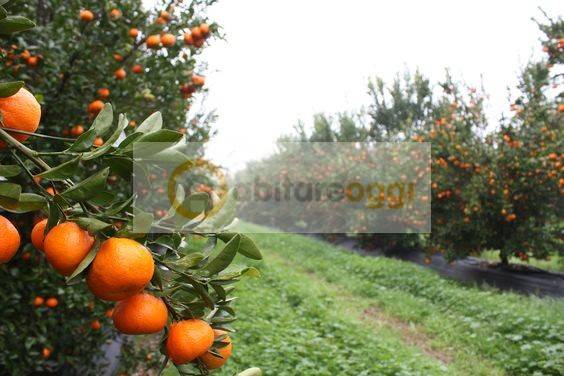 Terreno a Marostica - Foto 2