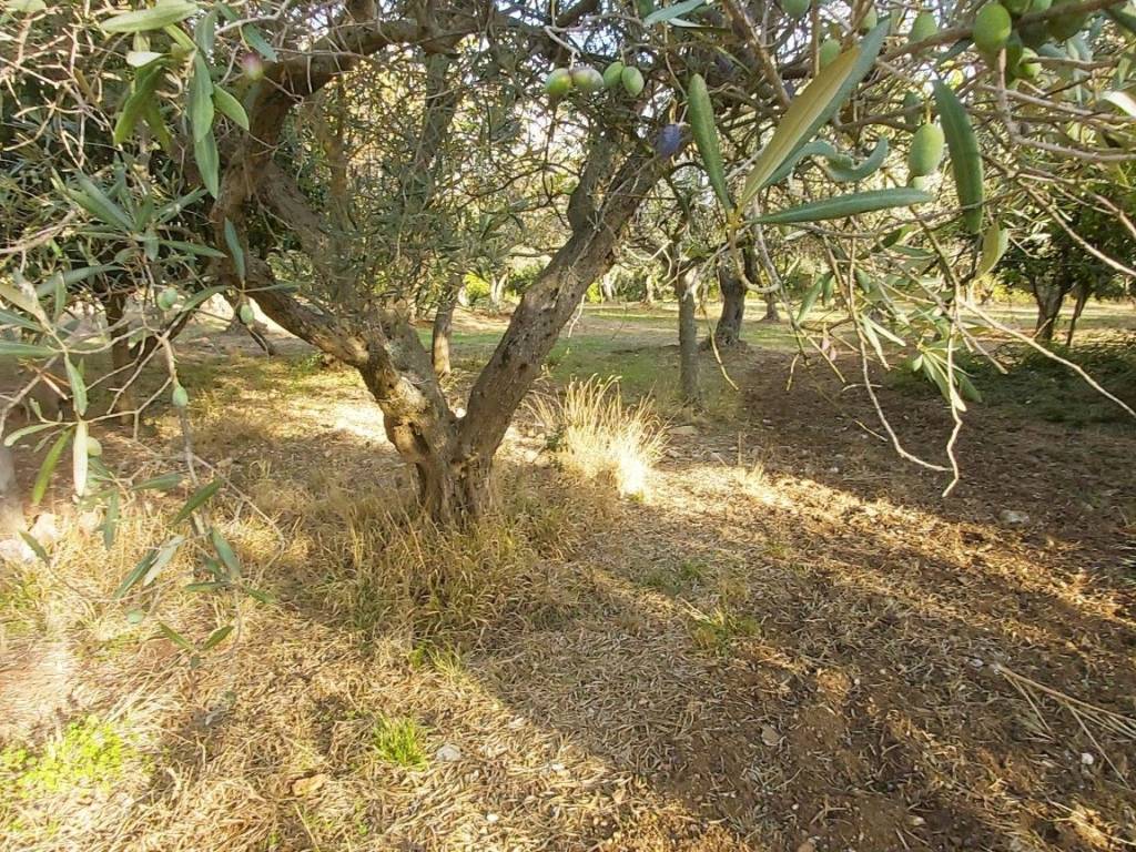 Terreno a Falerna in LocalitÃ curico, 1 - Foto 5