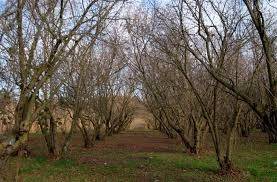 Terreno a Labico in colle spina - Foto 3