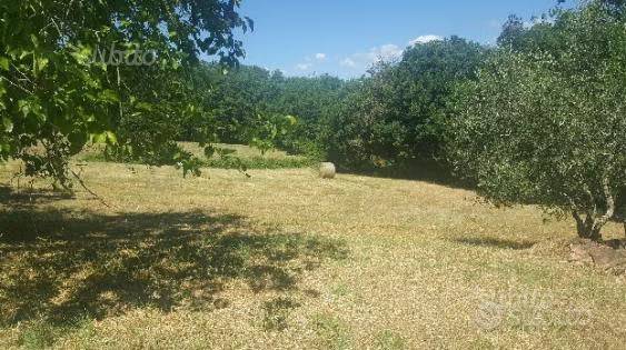 Terreno a Vicchio - Foto 4