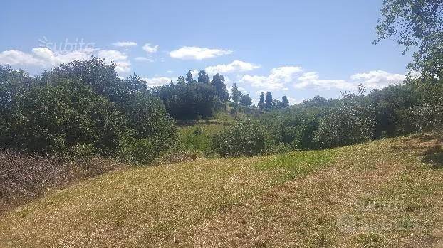 Terreno a Vicchio - Foto 5