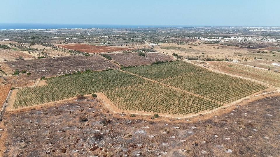 Terreno a Ugento in C.da Camposella, snc - Foto 2