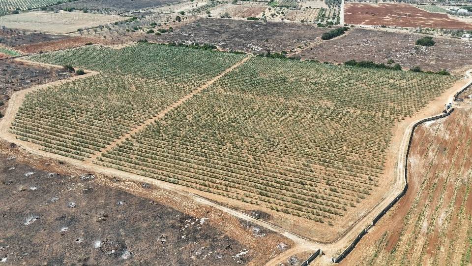 Terreno a Ugento in C.da Camposella, snc - Foto 3