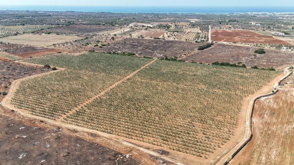 Terreno a Ugento in C.da Camposella, snc - Foto 4