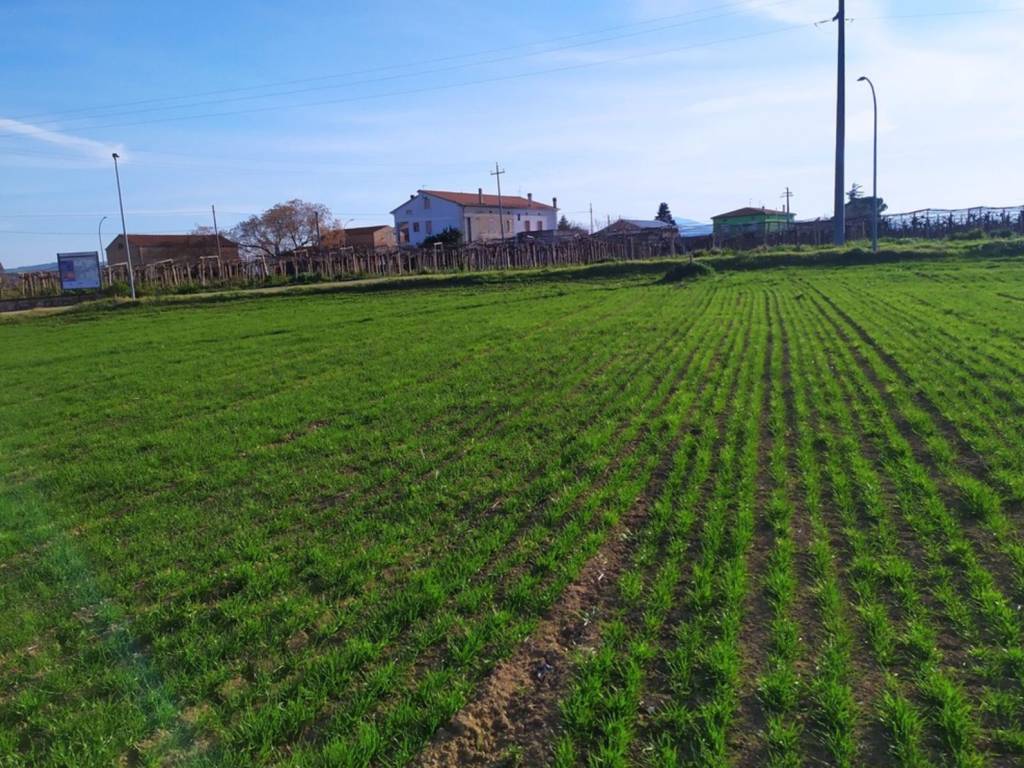 Terreno a Mozzagrogna in Contrada Castello di Sette, 21 - Foto 5