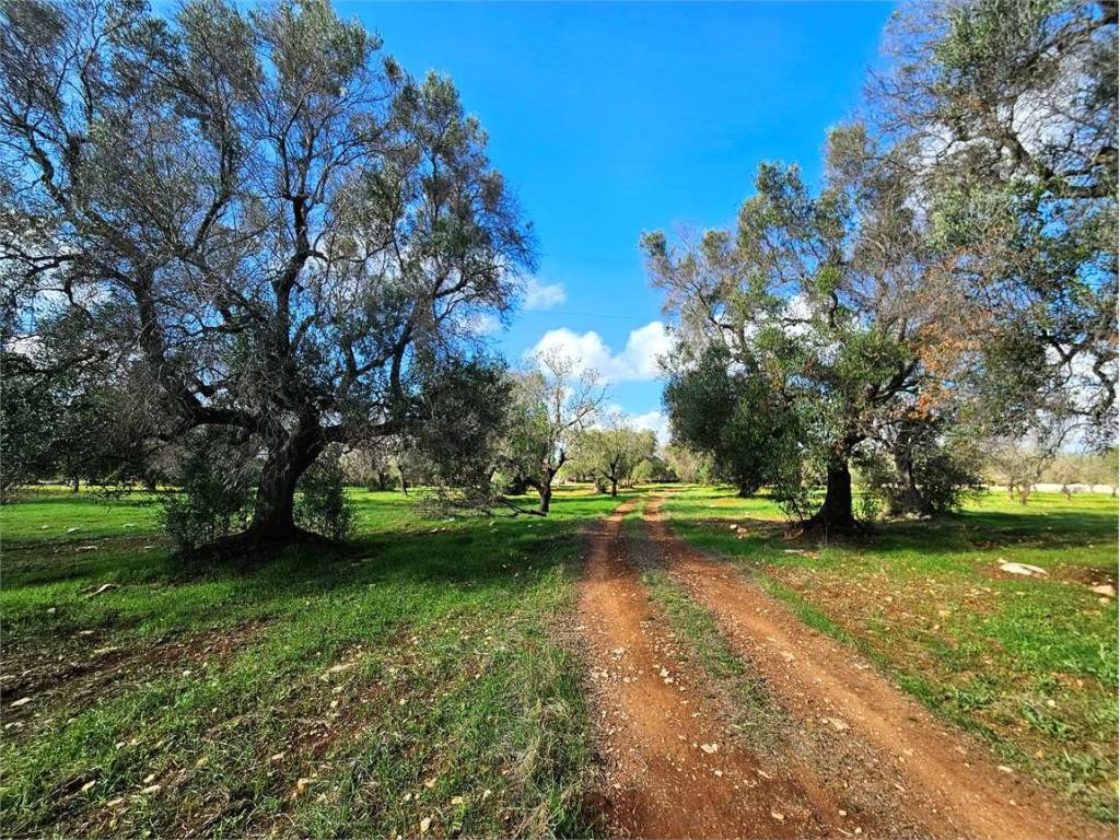 Terreno a Carovigno - Foto 2