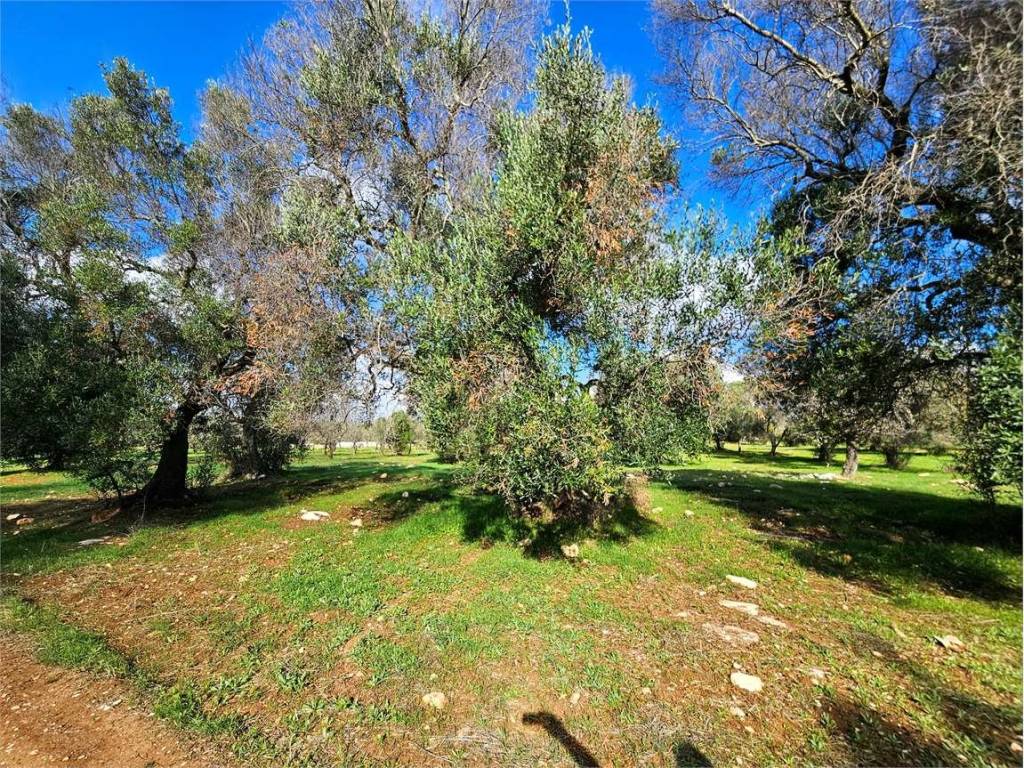 Terreno a Carovigno - Foto 3