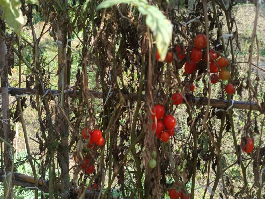 Terreno a San pier niceto in Contrada San Marco, 90 - Foto 3