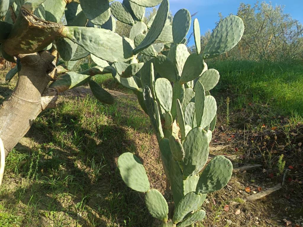 Terreno a San pier niceto in Contrada San Marco, 90 - Foto 5
