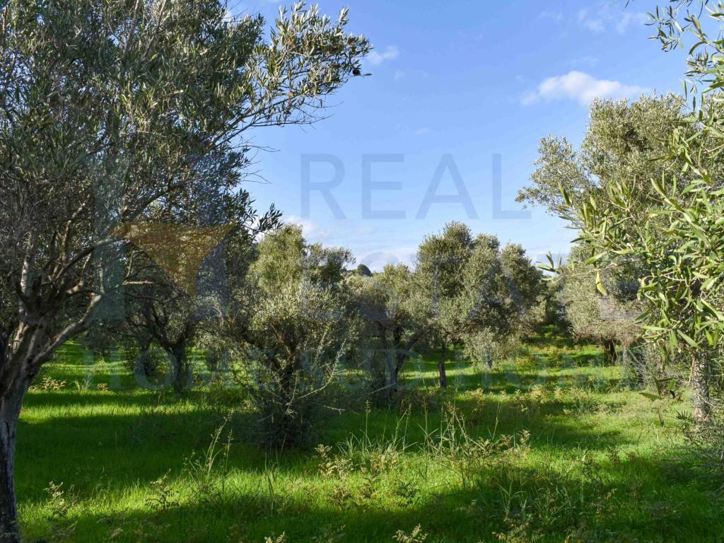 Terreno a Noto in Via Tommaso Fazello, 228 - Foto 5