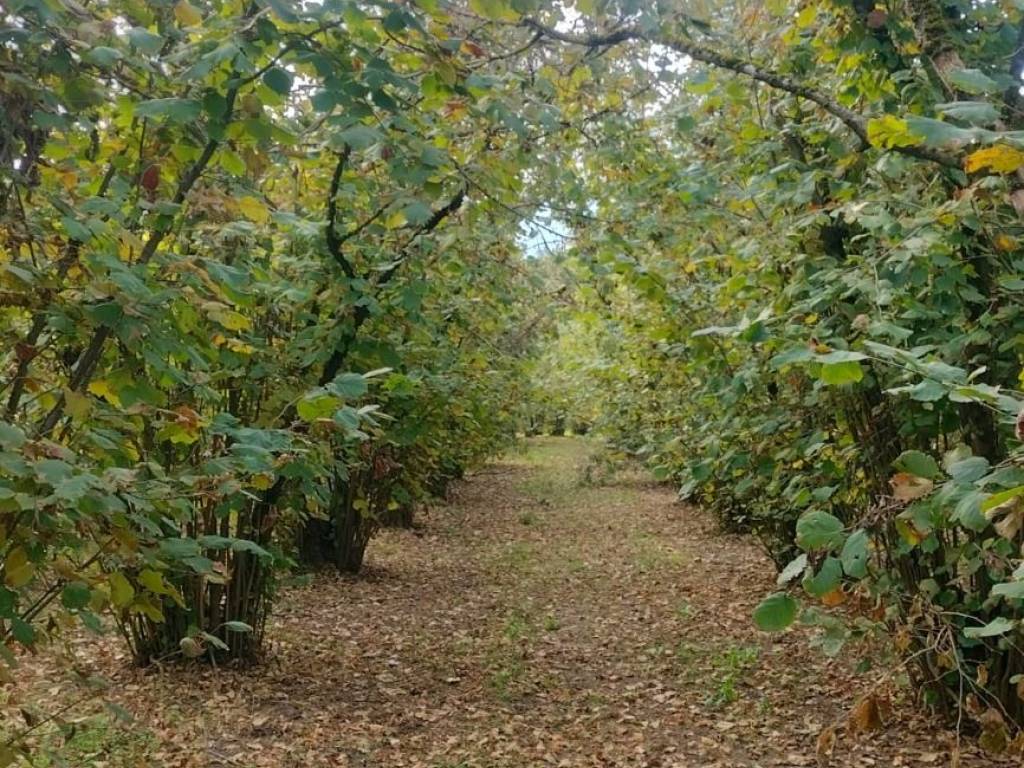 Terreno a Soriano nel cimino in località santarello - Foto 2
