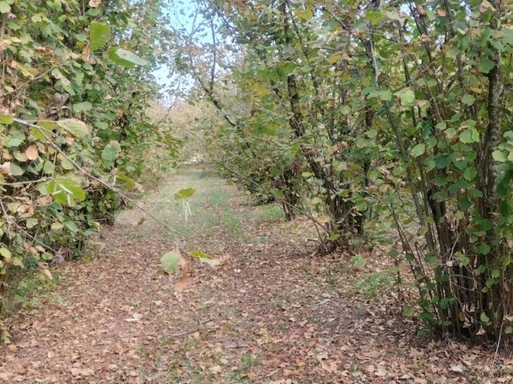 Terreno a Soriano nel cimino in località santarello - Foto 3