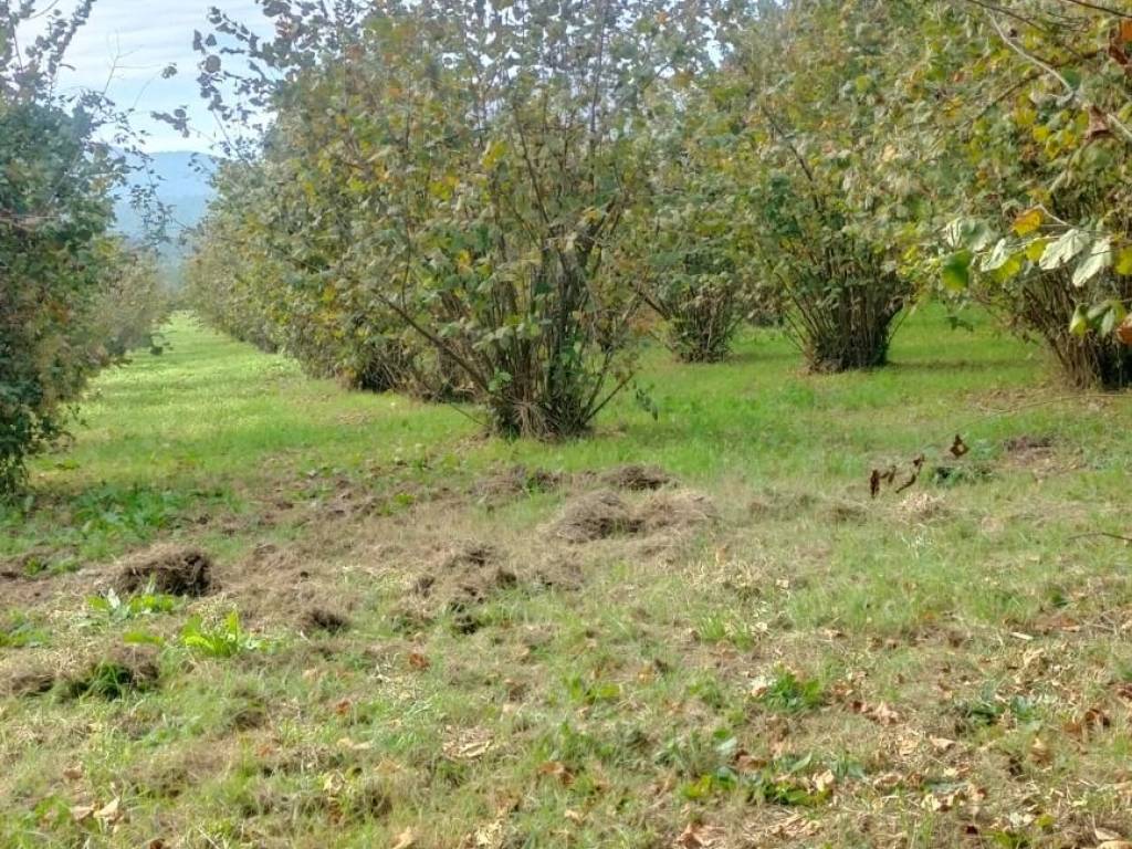 Terreno a Soriano nel cimino in località santarello - Foto 4