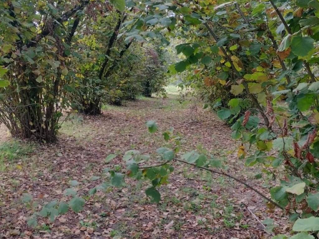 Terreno a Soriano nel cimino in località santarello - Foto 5