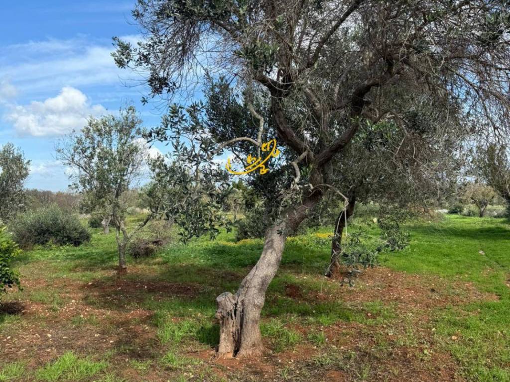 Rustico / casale a Ostuni in Contrada Grotta - Foto 3
