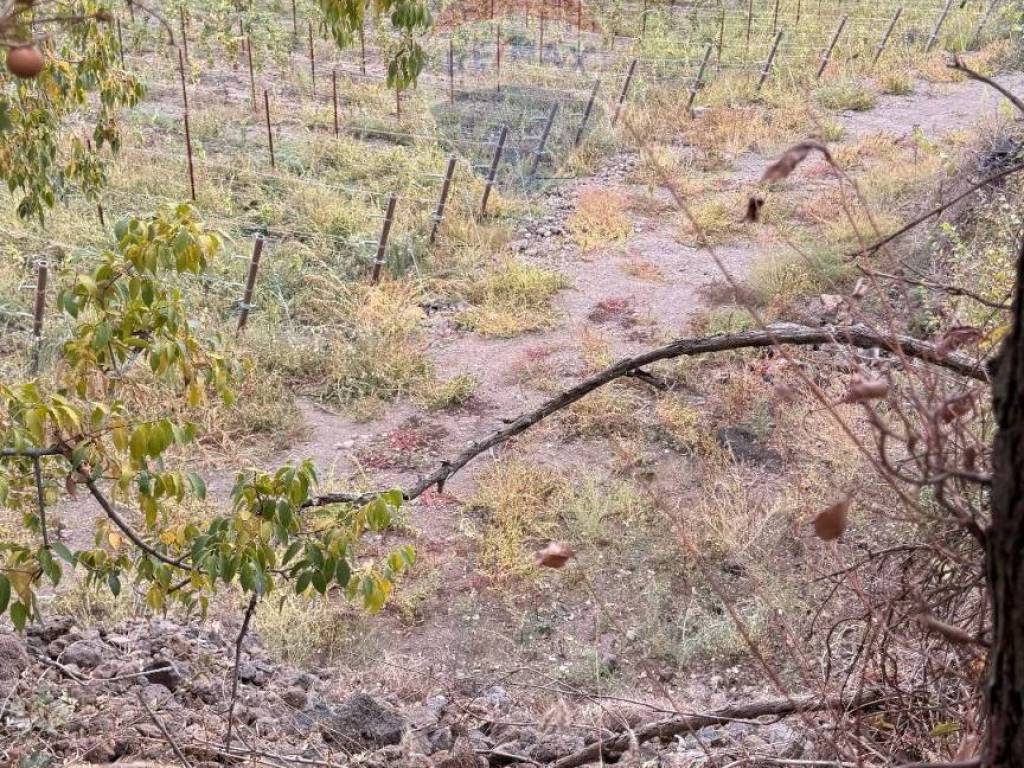 Terreno a Castiglione di sicilia in Contrada Trimarchisa - Foto 3