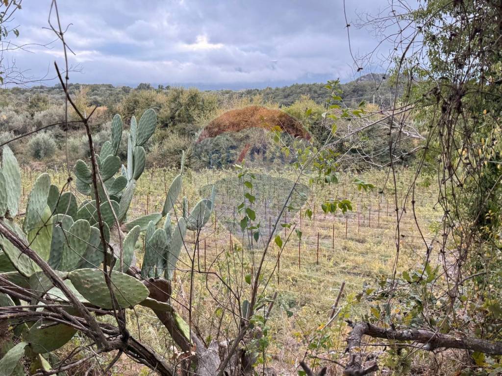 Terreno a Castiglione di sicilia in Contrada Trimarchisa - Foto 4