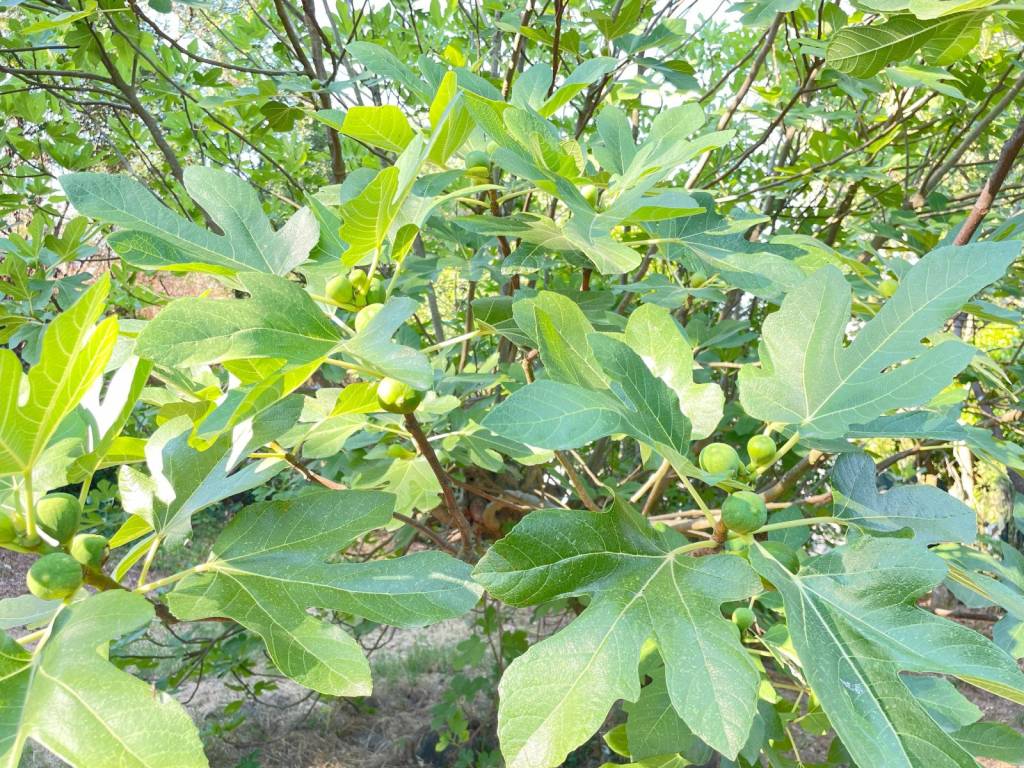 Rustico / casale a Campagnano di roma in Strada Monte Gemini - Foto 2