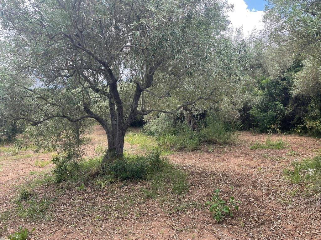 Terreno a Guspini in Guspini - Foto 2