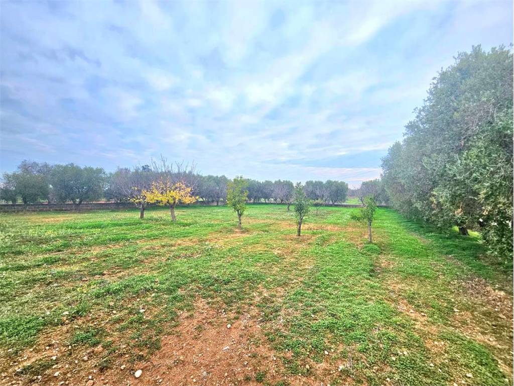 Terreno a Carovigno - Foto 3